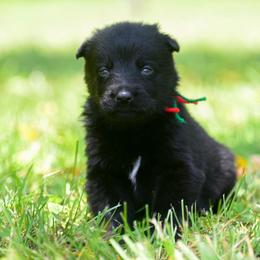 Black girl - Black female German Shepherd puppy in Clarkrange, Tennessee from Vom Wolff