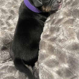 Bulldog Puppies from Bay Area Bulldogs