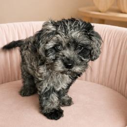 Cavalier King Charles Spaniels and Cavapoos from Hattie’s Texas Cavapoos
