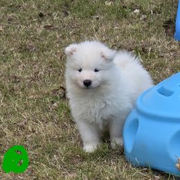 Samoyed Puppies from Limelight Samoyeds