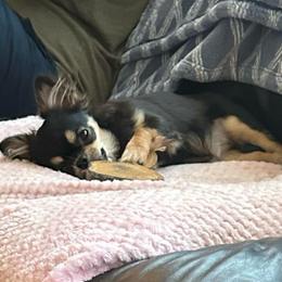 Bek - Chihuahua
