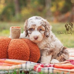 Pumpkin Spice - Red merle female Aussiedoodle puppy in Roebuck, South Carolina from Dani's Dandy Doodles