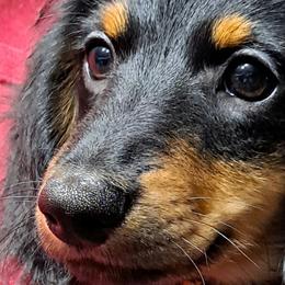 Orange boy - Black and tan Dachshund puppy in Franklin, Georgia from Lakeside Kennels of Franklin