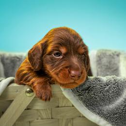 Dachshund and French Bulldog Puppies from Slinky Doxie 305