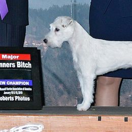 Bianca - Parson Russell Terrier