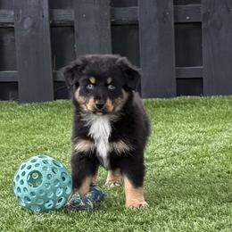 Banyan - Black tri-color female Australian Shepherd puppy in Oak Hill, Florida from Swingin T Ranch LLC