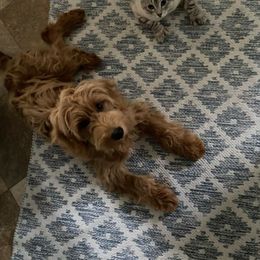 Aussiedoodles, Cavapoos, Cockapoos, Cocker Spaniels, Goldendoodles, and Golden Retrievers from Hunting Creek Kennels