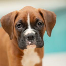 Gray - Fawn female Boxer puppy in Georgia from Stephanie’s Boxers