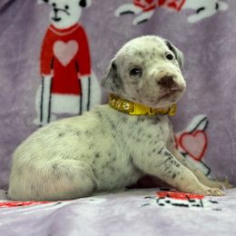 Yellow Female - $1450 - Dalmatian puppy from Tally Ho Dalmatians