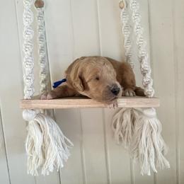 Nugget - Apricot male Goldendoodle puppy in Montgomery, Texas from Dacus Doodles