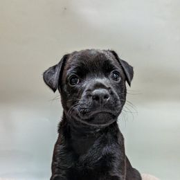 Patterdale Terrier Puppies from Moormont Kennels