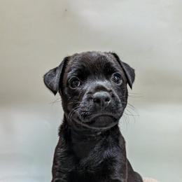 Patterdale Terrier Puppies from Moormont Kennels