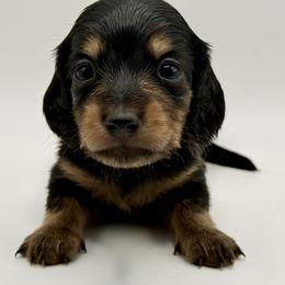 Lady 3 - Russian Lines- AKC - Black and tan female Dachshund puppy in Bartlesville, Oklahoma from OkieDokieDox