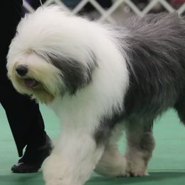 Old English Sheepdogs from Cheshire Old English Sheepdogs