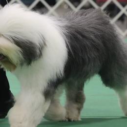 Old English Sheepdogs from Cheshire Old English Sheepdogs