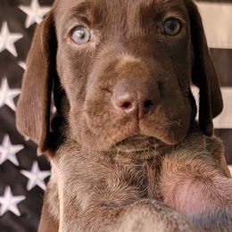 Manu - Liver roan German Shorthaired Pointer puppy in Banning, California from ⭐🦆 So Cal on Point GSP'S🇺🇲🇩🇪 lg