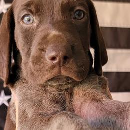 Manu - Liver roan German Shorthaired Pointer puppy in Banning, California from ⭐🦆 So Cal on Point GSP'S🇺🇲🇩🇪 lg