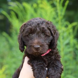 Pink - Chocolate female Australian Labradoodle puppy in Williamstown, New York from Lewis Manor Labradoodles
