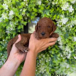 Louisiana - Red  male Goldendoodle puppy in Springville, Utah from JW Doodles