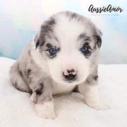 Bi Blue Merle 2 blue eyes - Blue merle male Miniature Australian Shepherd puppy in Pinehurst, Texas from Aussie Amor
