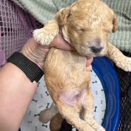 Devon - Apricot male Poodle puppy in Azle, Texas from Texas Kissed K9s