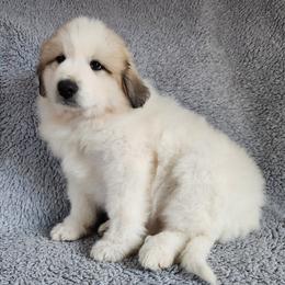 Zelda - White and badger female Great Pyrenees puppy in Monmouth, Maine from Flewelling Great Pyrenees