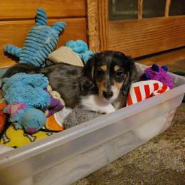 Dachshund Puppies from Mel's LowRider Ranch
