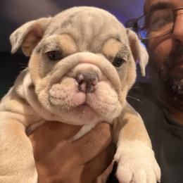 Bulldog Puppies from Bullevardier Bulldogs