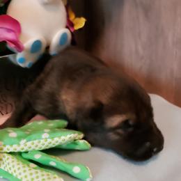 German Shepherd Puppies from Froschwald Kennels