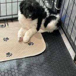 Aussiedoodle and Bernedoodle Puppies from North 40 Doodles