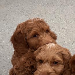 Australian Labradoodle and Labradoodle Puppies from Shelly Lynn