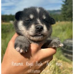Runamok Royal Flush - Ace - Wolf sable male Pomsky puppy in St. Maries, Idaho from Runamok Farm