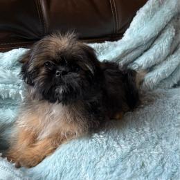 SPARKY - Sable male Shih Tzu puppy in Kamilche, Washington from Serendipity Shih tzu