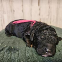 RyanAir - Phantom female Bernedoodle puppy in Flat Rock, North Carolina from Sukisdoodles