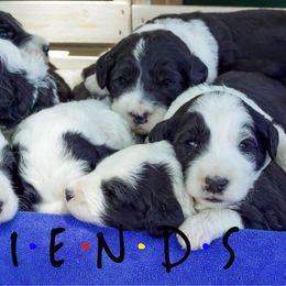 Old English Sheepdog and Sheepadoodle Puppies from Country Roads Sheepdogs & Doodles