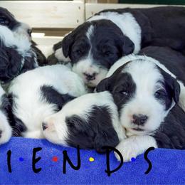 Old English Sheepdog and Sheepadoodle Puppies from Country Roads Sheepdogs & Doodles