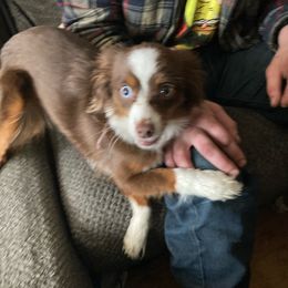 Freya - Toy Australian Shepherd