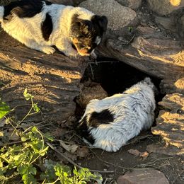 Aussiedoodle, Miniature Australian Shepherd, Poodle, and Toy Australian Shepherd Puppies from Mowry Creek Mini Aussiedoodles and More