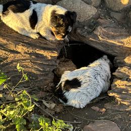 Aussiedoodle, Miniature Australian Shepherd, Poodle, and Toy Australian Shepherd Puppies from Mowry Creek Mini Aussiedoodles and More