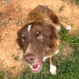 Madi - Australian Shepherd