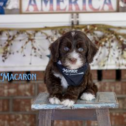 Macaron - Chocolate male Australian Labradoodle puppy in Redding, California from Shasta Royal Monroe Puppies