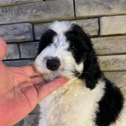 Tucker - Black and white male Bernedoodle puppy in Hackleburg, Alabama from The Doodle Patch