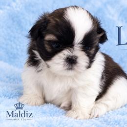 Louis - Gold and white male Shih Tzu puppy in Winter Haven, Florida from Maldiz Shih Tzu & Cavalier