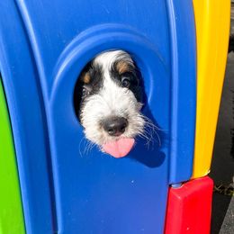 Bernedoodle and Bernese Mountain Dog Puppies from Central Wisconsin Bernedoodles