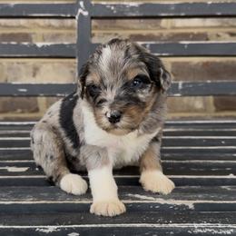 Bluebell - Blue merle female Aussiedoodle puppy in Cartersville, Georgia from Simply Blessed Doodles