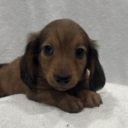 Dachshunds from Darling Doxies