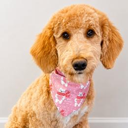 Daisy - Bernedoodle