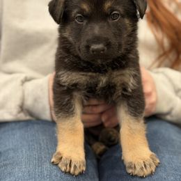 Maroon-Lurch - Black and tan male German Shepherd puppy in Medical Lake, Washington from Nine Realms German Shepherds