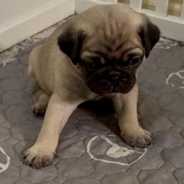 Galahad (Orange Collar) - Fawn male Pug puppy in Frisco, Texas from RD Pugs