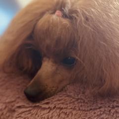 Poodles from Royal Kedsmore Toy Poodles